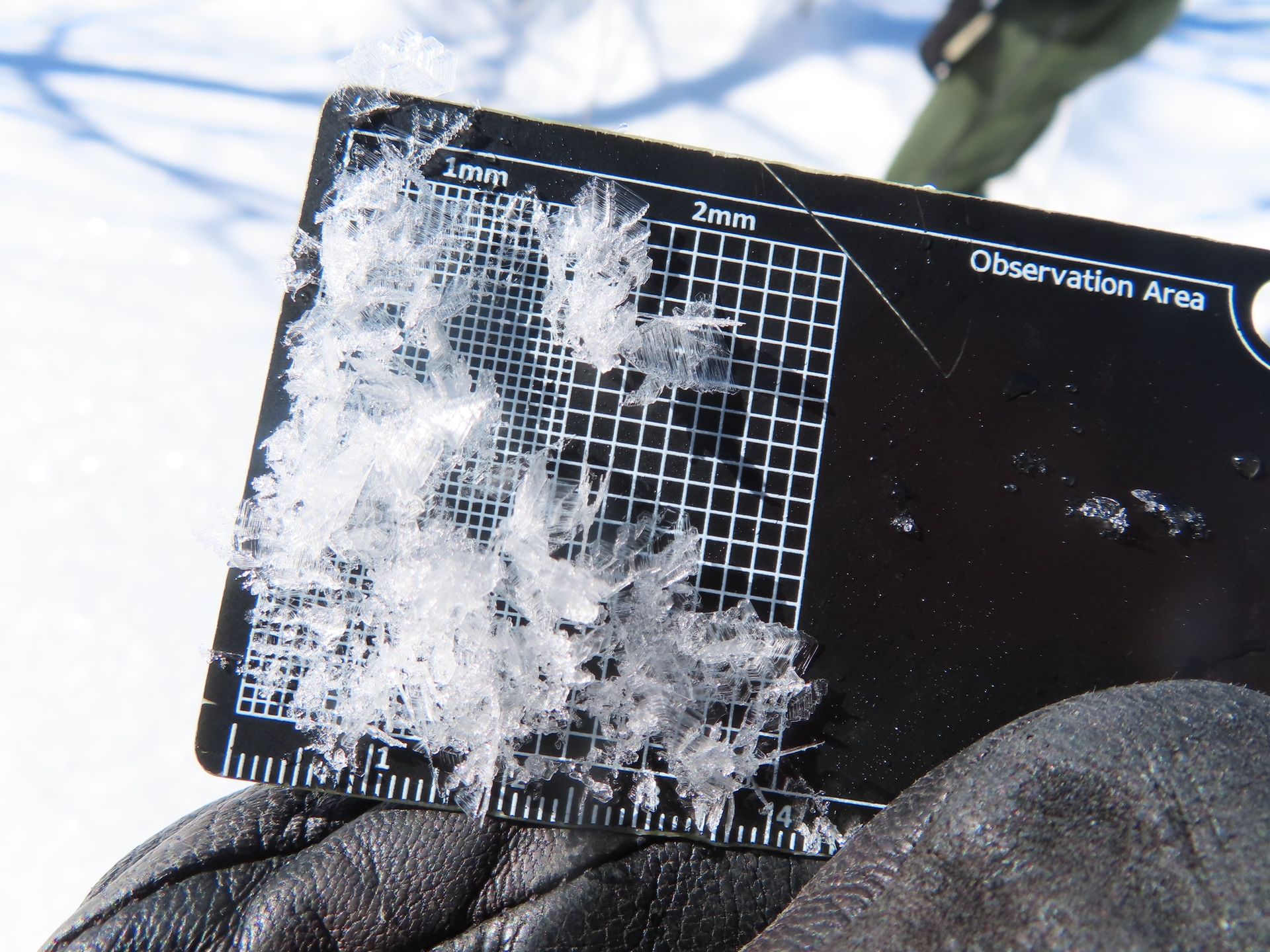 Surface hoar crystal observation